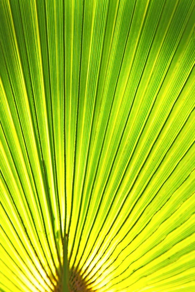 Αφηρημένο πράσινο φύλλο το φως Αφρικής — Φωτογραφία Αρχείου