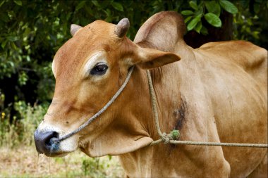   Afrika açık kahverengi inek lokma bush