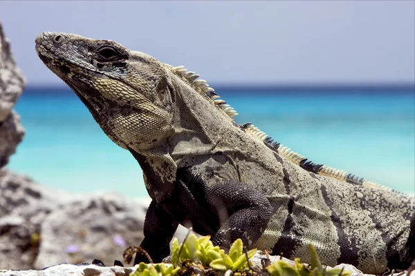 Yan Varanus Meksika bir tulum — Stok fotoğraf