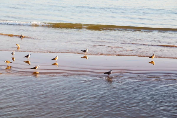 波和鸟 — 图库照片