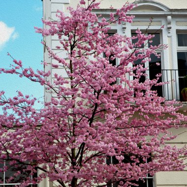 Avrupa Londra kırmızı ağacı penceresinde tuğla duvar ve histo