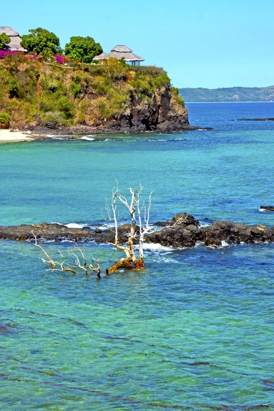 Schönen Andilana Strand Algen indischen abgestorbenen Baum und — Stockfoto