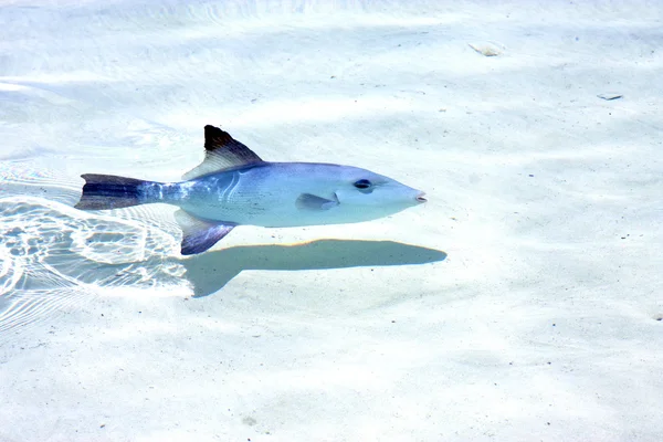 Little fish   isla contoy           in    the sea drop sunny — Stock Photo, Image