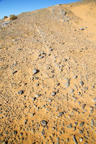 Arbusto velho fóssil em de morocco sahara e rocha — Fotografia de Stock