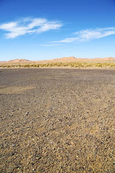 Arbusto velho no deserto de e pedra céu — Fotografia de Stock