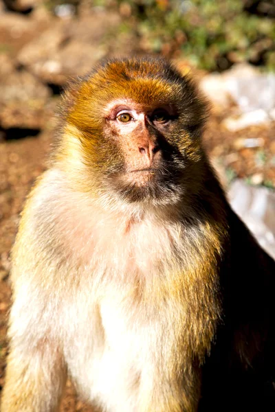 Alter affe in afrika marokko hintergrund — Stockfoto