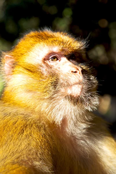 Παλιά μαϊμού σε και φυσικά από κοντά — Φωτογραφία Αρχείου
