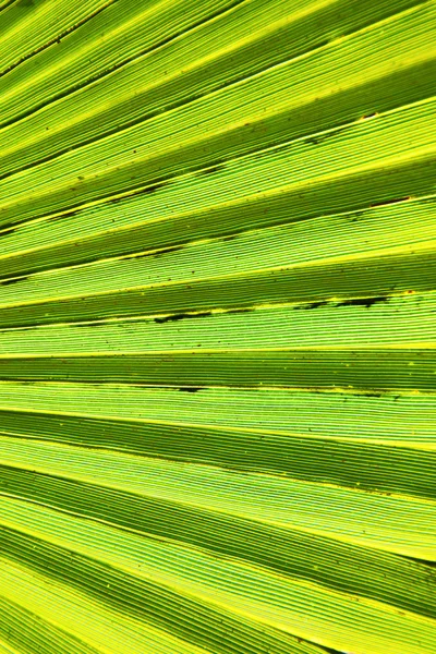 Folha verde abstrata na áfrica luz — Fotografia de Stock