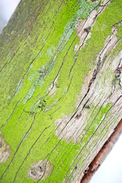 In england london  and abstract wood texture — Stock Photo, Image