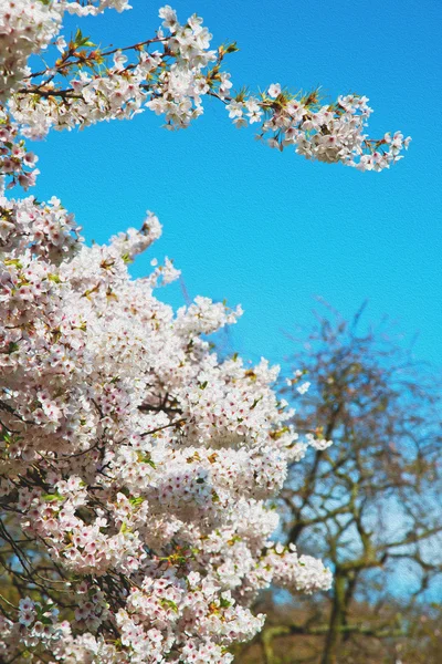 In London park the white tree and blossom flowers natural — стоковое фото