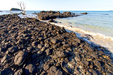 Madagaskar andilana beach yosun ölü ağacında
