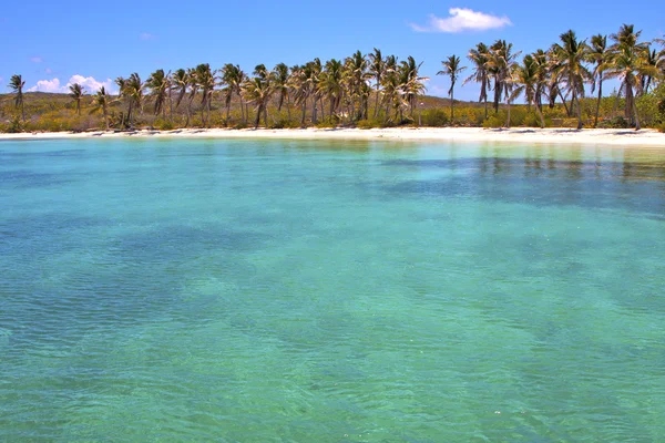 Ola de árboles en México froath y — Foto de Stock