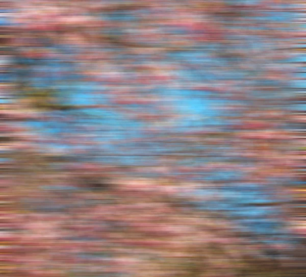 En el parque londinense el árbol rosado y las flores florecen natural — Foto de Stock