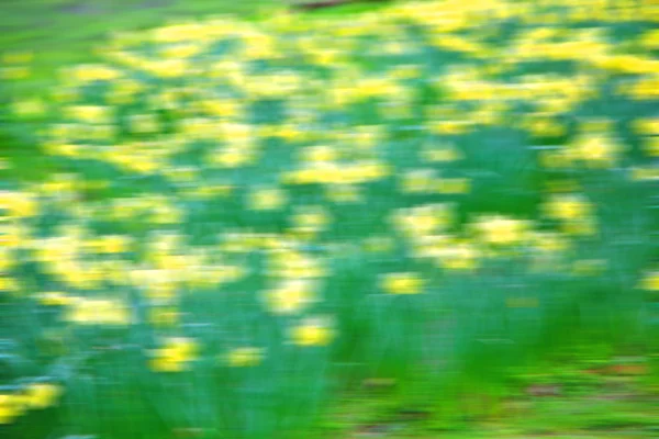 In london gelb Blumenfeld Natur und Frühling — Stockfoto