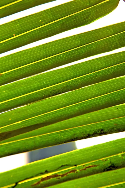 Folha abstrato tailândia no fundo de luz de — Fotografia de Stock