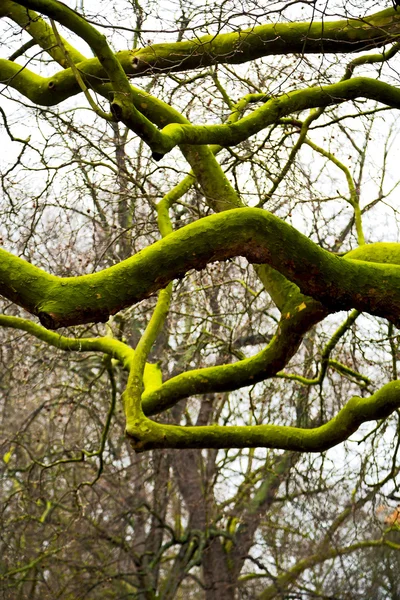 Parque em londres velha árvore morta — Fotografia de Stock