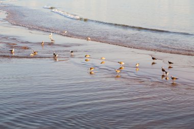   Afrika dalga okyanus ve kuş
