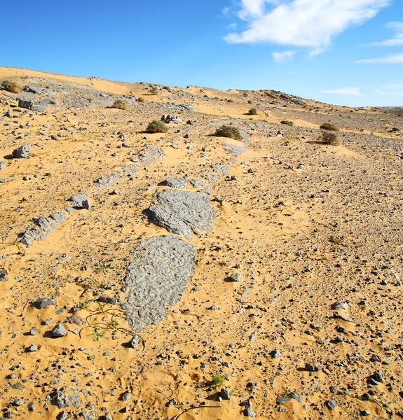 Busch altes Fossil in der Wüste von Marokko Sakara und Rock ston — Stockfoto