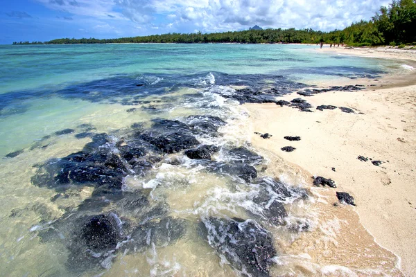 Playa ile du cerfs algas en indio — Foto de Stock