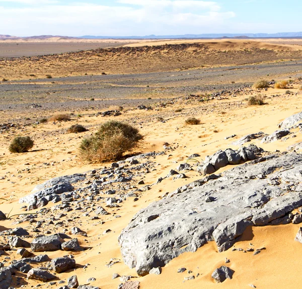 Viejo fósil en el desierto de morocco sahara y roca cielo de piedra — Foto de Stock