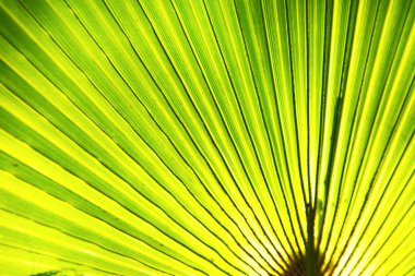 soyut yaprak yeşil ışık 