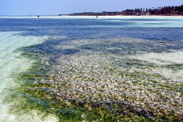 海藻海滩在桑给巴尔家天空和航海 — 图库照片