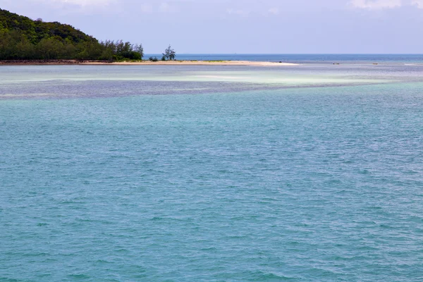 Litoral sul de uma lagoa verde e árvore — Fotografia de Stock