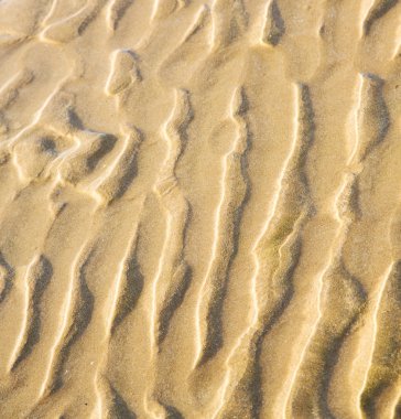 Dune Fas Afrika kahverengi kıyı şeridi atlan ıslak kum plaj