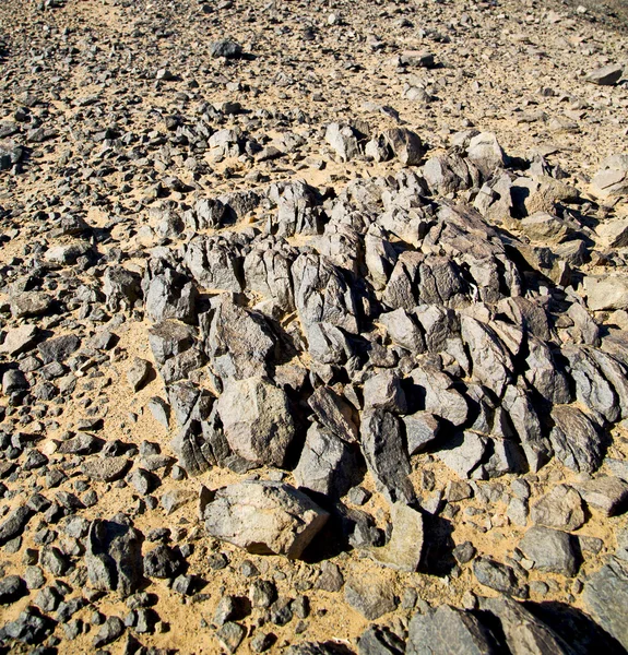 Arbusto viejo fósil en el desierto de morocco sahara y roca ston —  Fotos de Stock