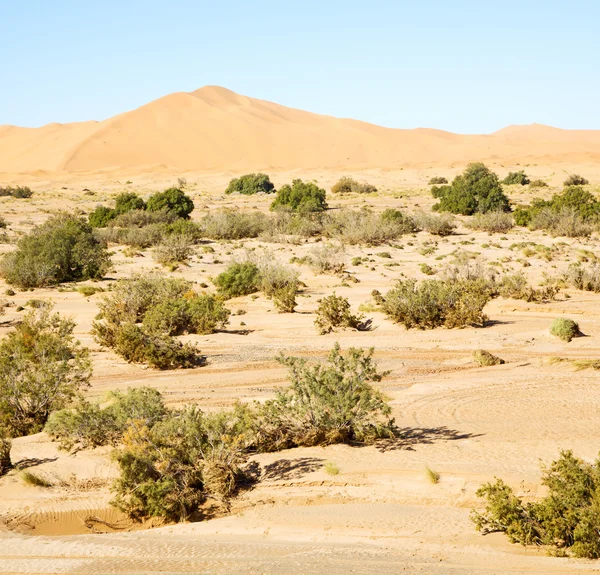 Buisson vieux fossile dans le désert du Maroc sahara et le rocher ston — Photo
