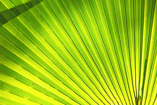 Folha verde abstrata a luz e — Fotografia de Stock