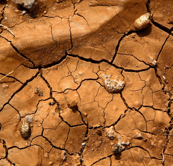 Branch hout lanzarote Spanje abstracte textuur — Stockfoto