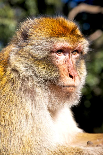 Stary małpa w Afryka Maroko i tle fauny z bliska — Zdjęcie stockowe