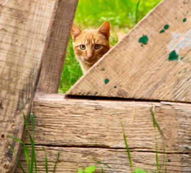 kedi Fas Afrika ve tatlı yüz