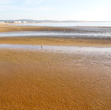 Fas Afrika okyanus dalga deniz ve kuş soyut