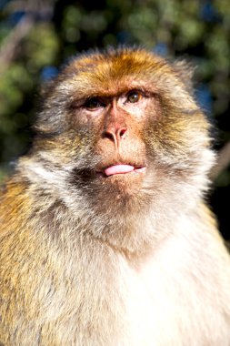 Afrika 'da eski maymun Fas fauna yakın çekim