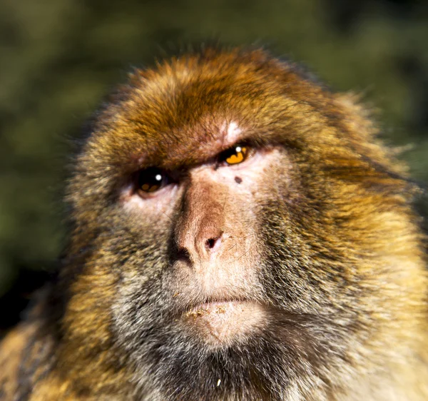 África en bosque de cedro de morocco el animal mono primitivo salvaje — Foto de Stock