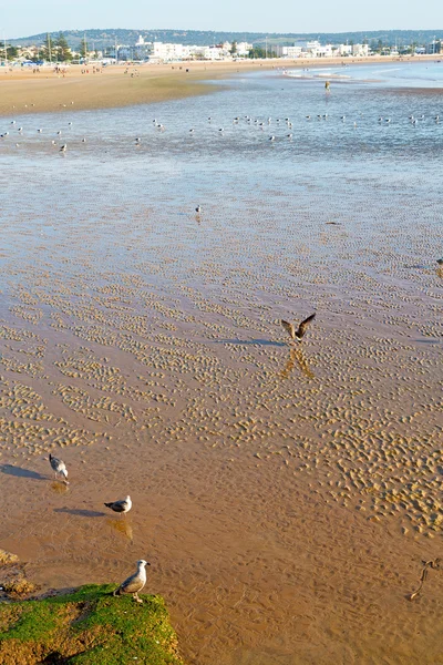 摘要在海浪和鸟 — 图库照片