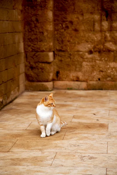 Ensam katt i Afrika Marocko och hus — Stockfoto