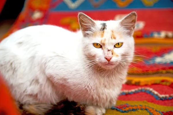 Felino en morocco africa y dulce — Foto de Stock