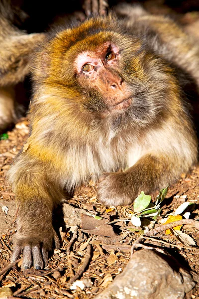 Old monkey in africa morocco — Stock Photo, Image