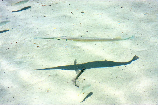 Peixe isla contoy no méxico froath e onda — Fotografia de Stock