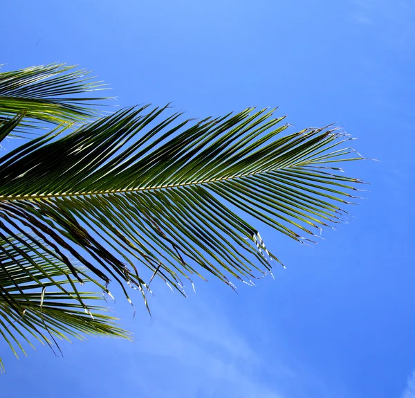 Hoja de corteza tao bay asia en isla árbol blanco tailandia y — Foto de Stock