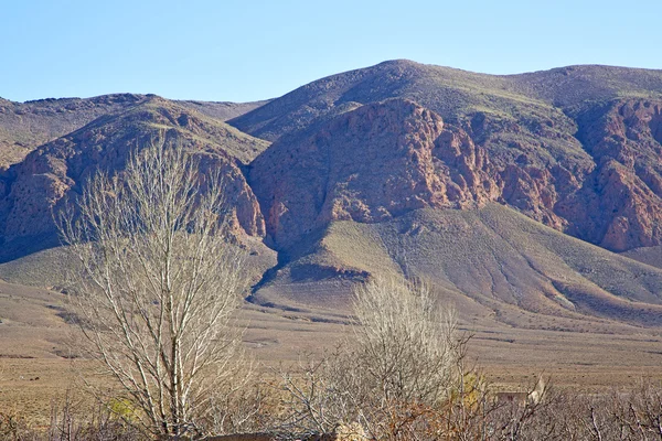 Valle en suelo arbóreo aislado — Foto de Stock