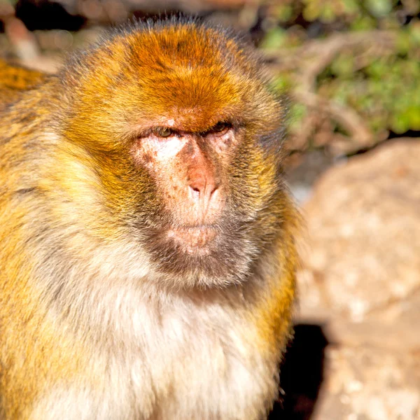 布什在非洲摩洛哥和自然背景动物猴子关闭 — 图库照片