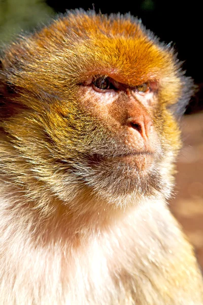 Stary małpa w Afryce naturalnego tła fauny — Zdjęcie stockowe