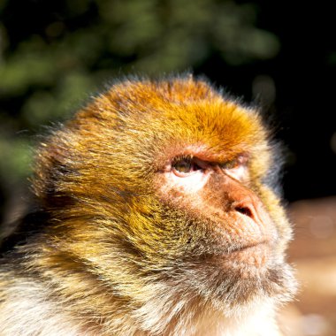 Afrika Fas ve doğal arka plan fauna yakın yaşlı maymun 