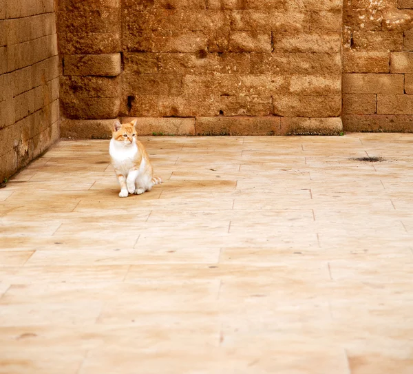 アフリカのモロッコと家の背景だけで猫 — ストック写真