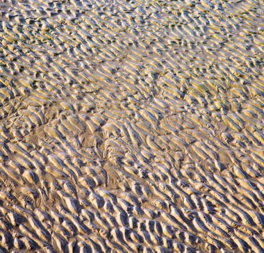 Dune Fas Afrika kahverengi kıyı şeridi atlan ıslak kum plaj