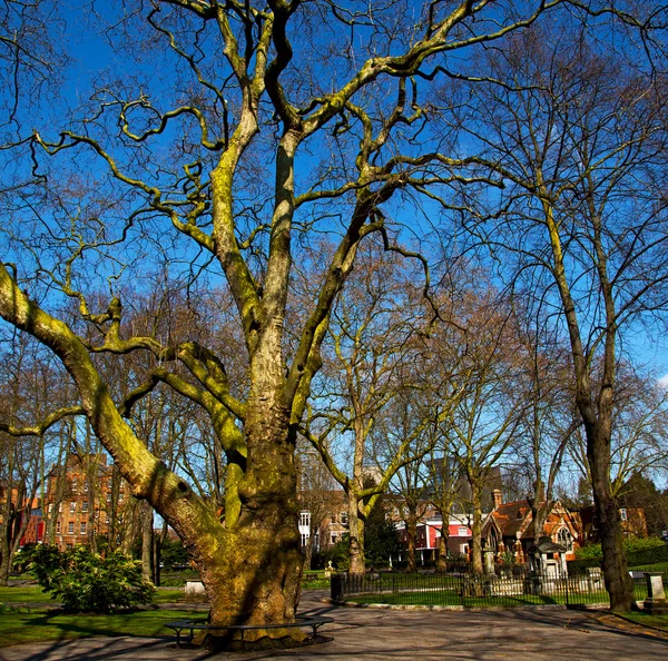 ロンドン春空と古い死んだ木の公園 — ストック写真
